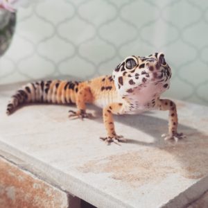 Bennet Leopard Gecko