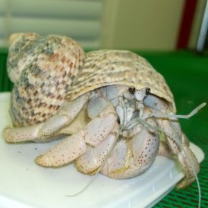 Purple Pincher Hermit Crab