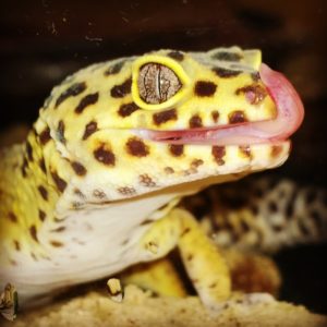 Butler Leopard Gecko