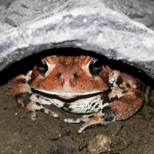 Ruby American Toad