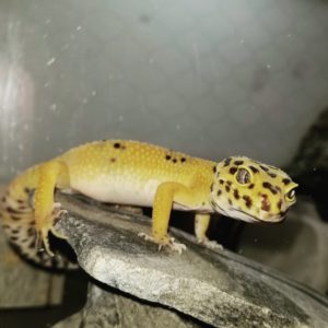 Rogue Leopard Gecko