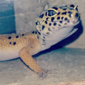 Cher Leopard Gecko