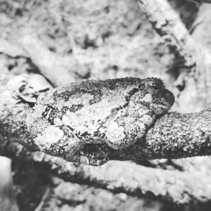 Ine Gray Tree Frog