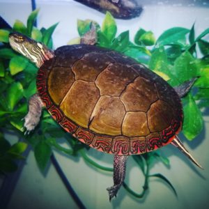 Anna Midland Painted Turtle