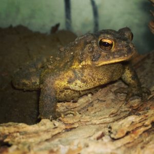 Chartreuse American Toad