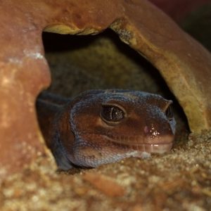 Blaze African Fat-Tailed Gecko