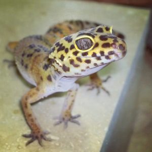 Doug Leopard Gecko