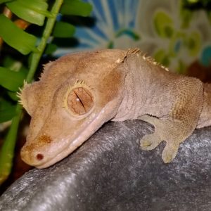 Coprolite Crested Gecko