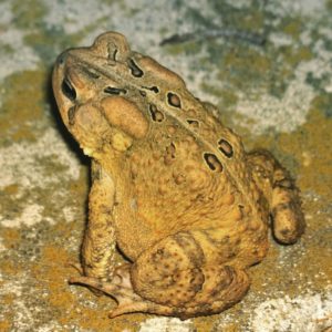 Chartreuse American Toad