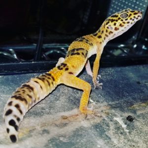 Doug Leopard Gecko