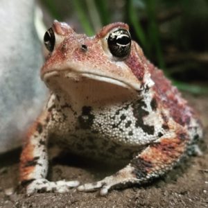 Ruby American Toad