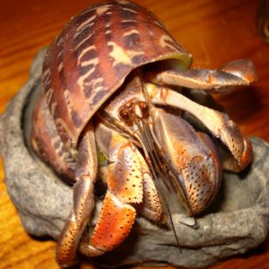 Hannibal Purple Pincher Hermit Crab