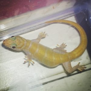 Gigi Golden Gecko