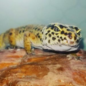 Belle Leopard Gecko