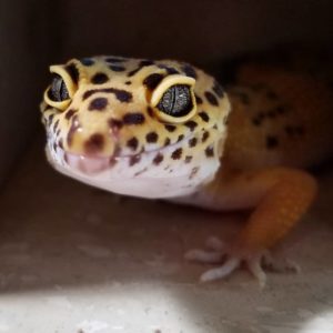 Cher Leopard Gecko