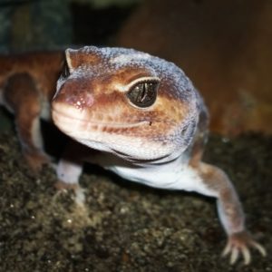 Blaze African Fat Tailed Gecko