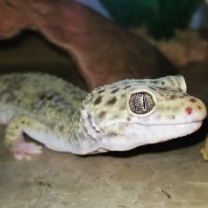 The Kid Leopard Gecko