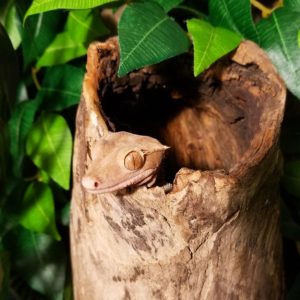 Coprolite Crested Gecko