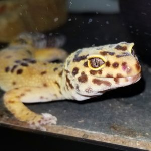 Tex Leopard Gecko