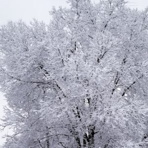 Tree Covered in Snow